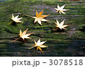 落ち葉 3078518