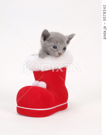 赤いブーツに入ったロシアンブルーの子猫 3078542