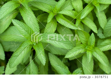 ニホンハッカの葉 3078751