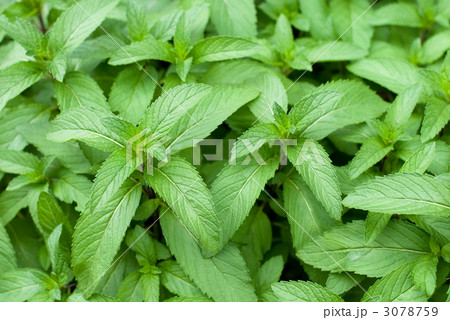 ニホンハッカの葉 3078759