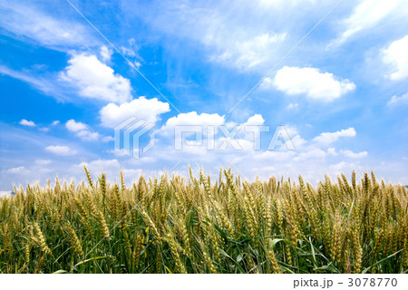 小麦畑と青空 3078770