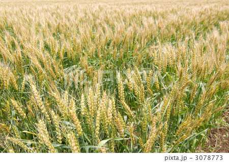 小麦畑 小麦畑 3078773