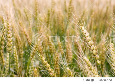 小麦の穂 3078778