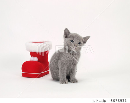 赤いブーツと子猫 3078931