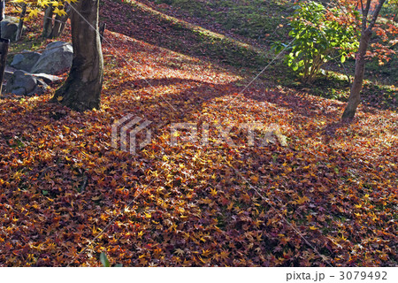 東福寺 紅葉 東福寺 紅葉 3079492