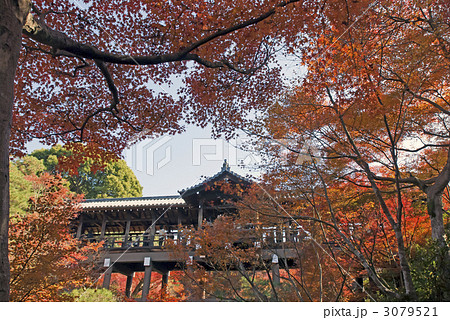 東福寺　通天橋の紅葉 3079521