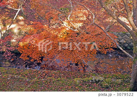 東福寺 紅葉 東福寺 紅葉 3079522
