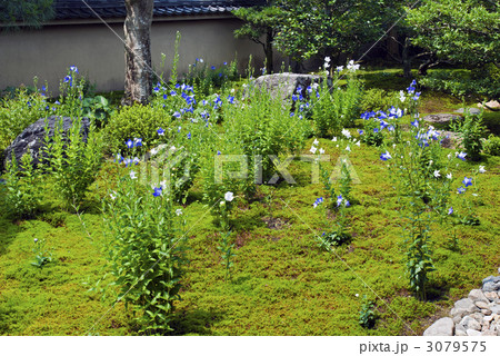 東福寺塔頭　天得院の桔梗 3079575
