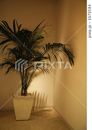 落ち着いたインテリアの観葉植物 3079584