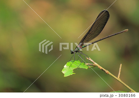 ハグロトンボ 3080166