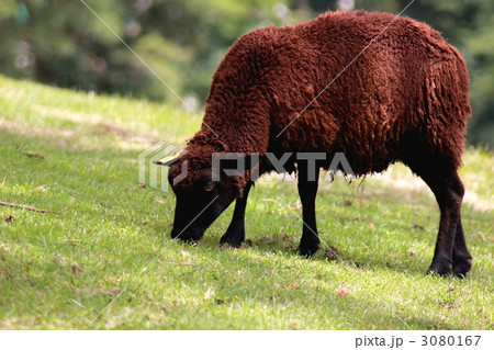 のんびりと牧草を食べている茶色い羊 3080167