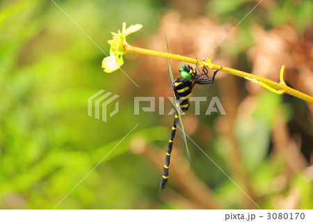 オニヤンマ 3080170