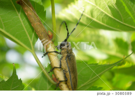 枝を齧るカミキリムシ 3080389
