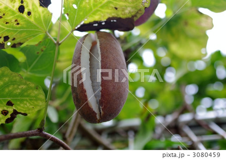 アケビ（木通、通草） 3080459