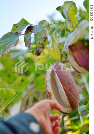 アケビ（木通、通草） 3080531