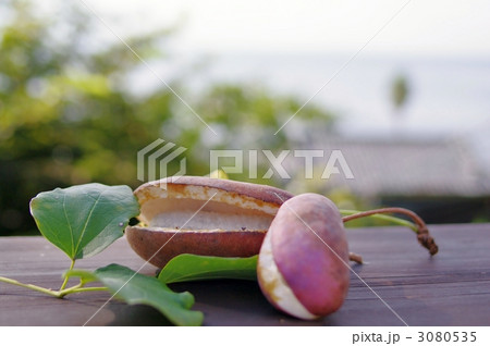 アケビ（木通、通草） 3080535