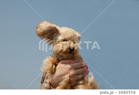 トイプードルと青空 3080558