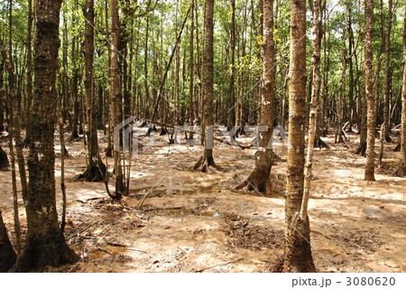 吹通川の汽水域の樹木（石垣島／沖縄県） 3080620