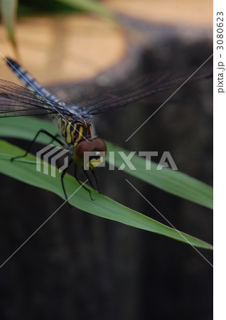 水辺のトンボ 水辺のトンボ 3080623