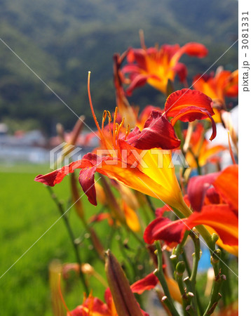 ノカンゾウの園芸品種か? ノカンゾウの園芸品種か? 3081331