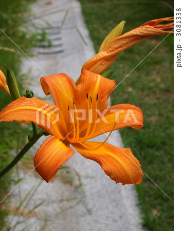 ハマカンゾウ ハマカンゾウ 3081338