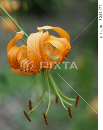 キカノコユリの花 3081479