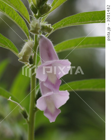 クロゴマの花 3081482