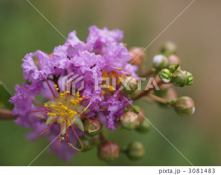 サルスベリの花 3081483