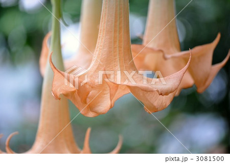 ダチュラ ダチュラ 3081500