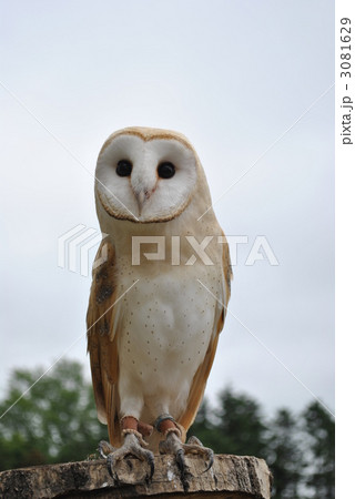 メンフクロウ 3081629