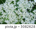 3082628