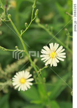 アキノノゲシ 3083205