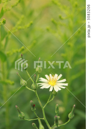 アキノノゲシ 3083206