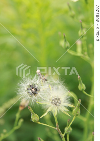 アキノノゲシの種 3083207