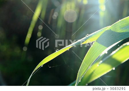 朝露 朝露 3083291