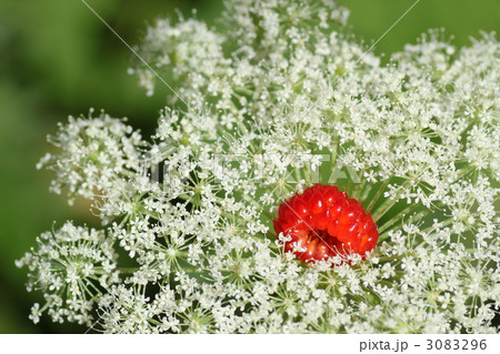 白い花と赤い実 白い花と赤い実 3083296