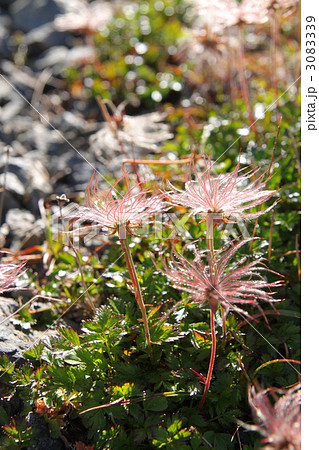 チングルマ 3083339