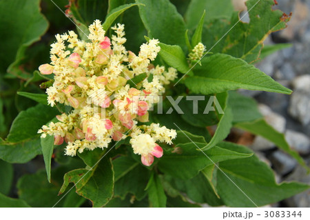 オンタデ 3083344