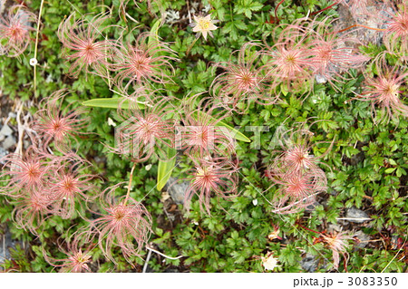 チングルマ 3083350