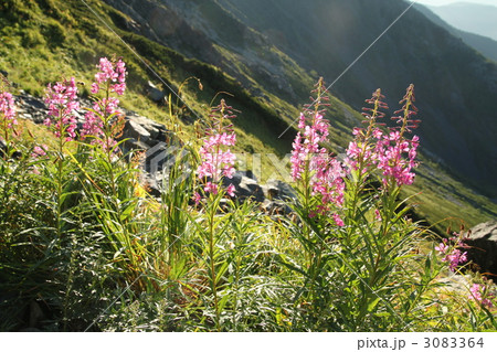 ヤナギラン 3083364