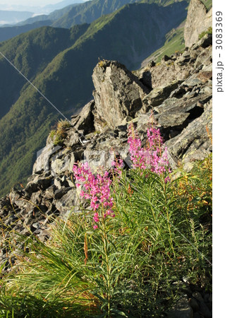 ヤナギラン ヤナギラン 3083369