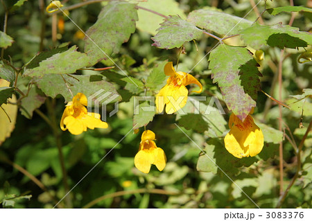 キツリフネ キツリフネ 3083376