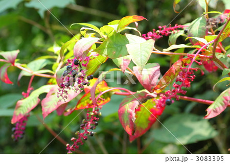 ヨウシュヤマゴボウ 3083395