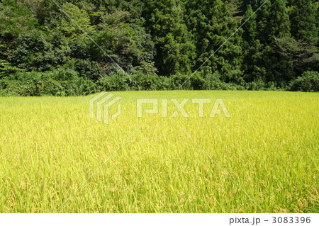 黄金色の水田 3083396
