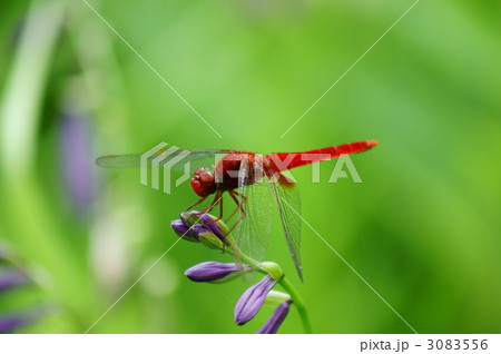 赤とんぼ 猩々蜻蛉ショウジョウトンボと申します。 赤とんぼ 猩々蜻蛉ショウジョウトンボと申します。 3083556