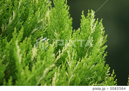 レイランド檜シルバーダスト 3083564