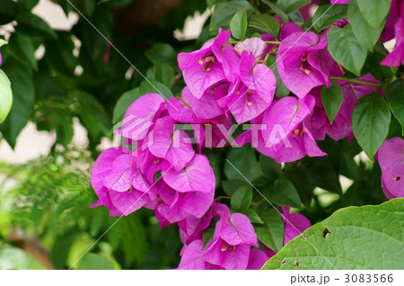 ブーゲンビリア　和名は筏葛イカダカズラ 3083566