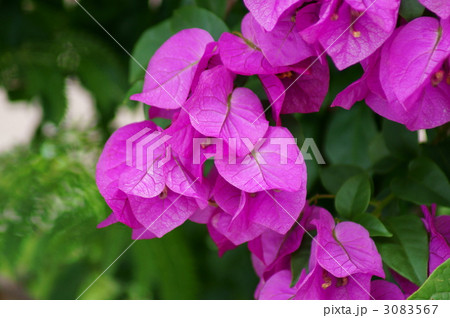 ブーゲンビリア 和名は筏葛イカダカズラ ブーゲンビリア 和名は筏葛イカダカズラ 3083567