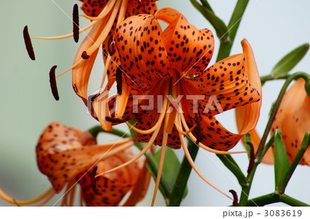 鬼百合の群生 鬼百合の群生 3083619