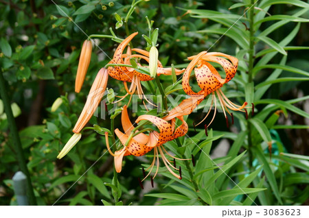 鬼百合の群生 3083623